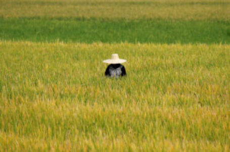 LGUs urged to prioritize agriculture spending