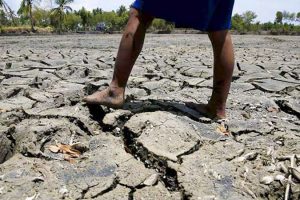  Farmers see rice output falling next year due to El Niño impact