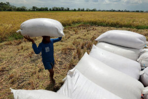  Gov’t allocates P31B to improve rice production