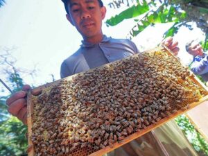  Beekeepers to be tapped for export markets