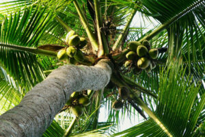  Biodiesel manufacturer sees higher coconut content improving mileage