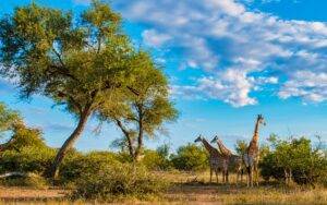  List of Things To Pack For Kruger National Park Tours