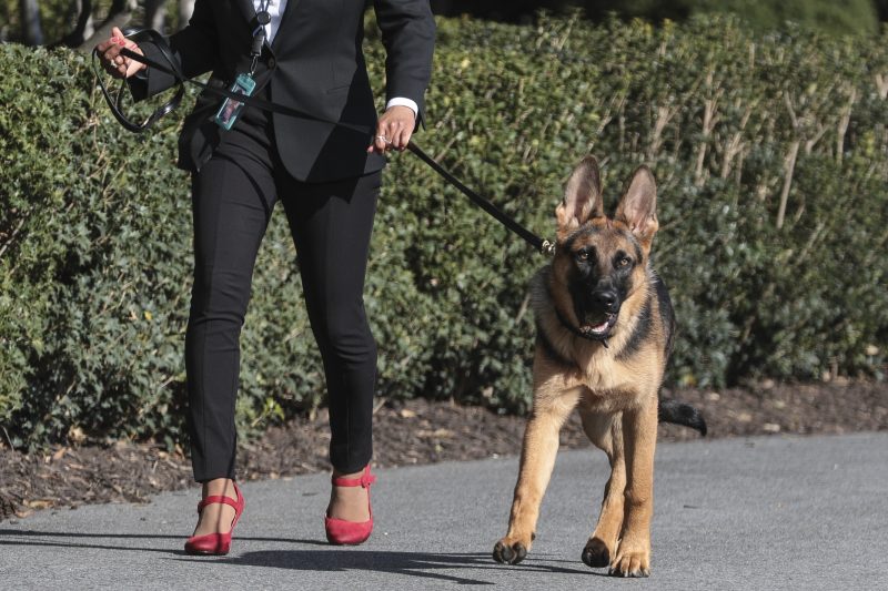  Biden’s dog bit Secret Service agents about 24 times, new records show