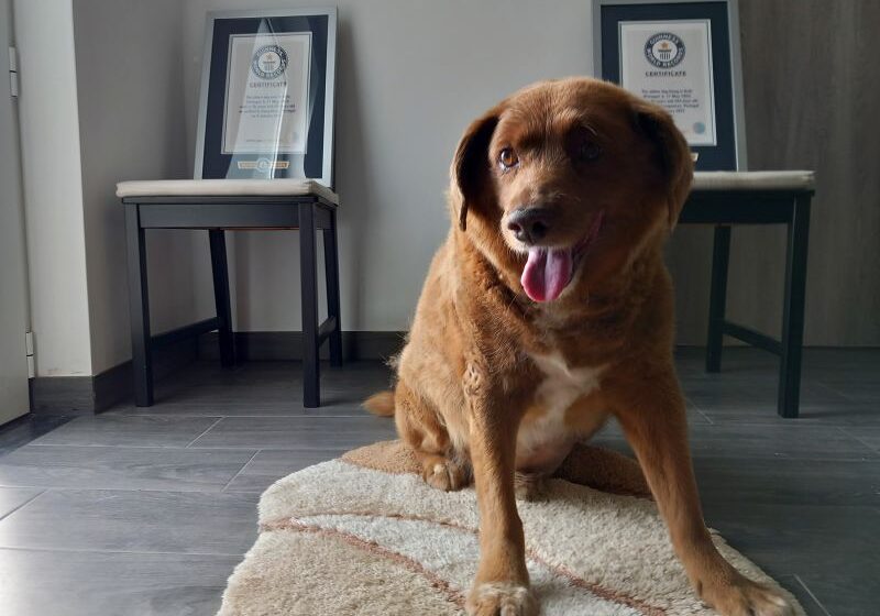  Bobi, named world’s oldest ever dog, loses title after investigation