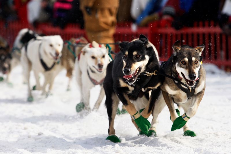  Longest sled dog race in eastern US is canceled because there’s not enough snow