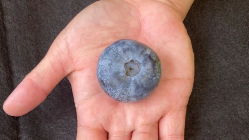  Blueberry grown in Australia breaks record as world’s heaviest