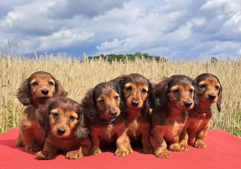  Dachshunds under threat as Germany proposes ban on breeding