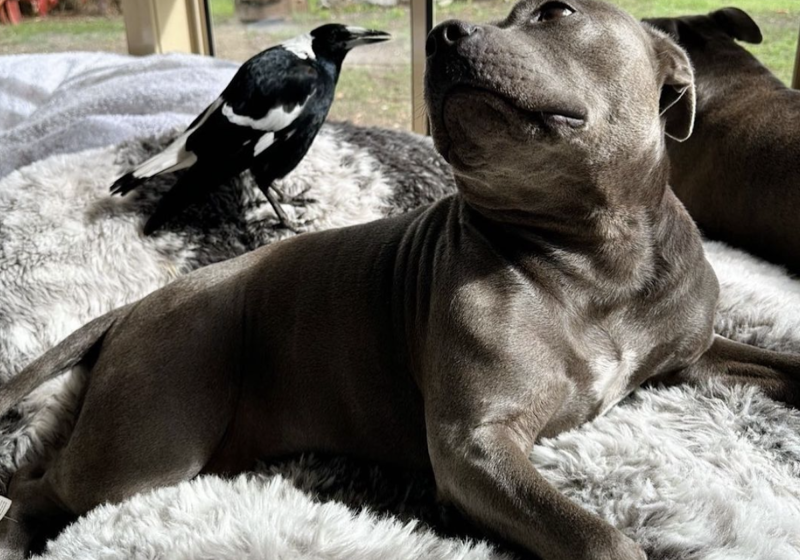  A dog and a bird formed an unlikely friendship. Their separation has infuriated followers