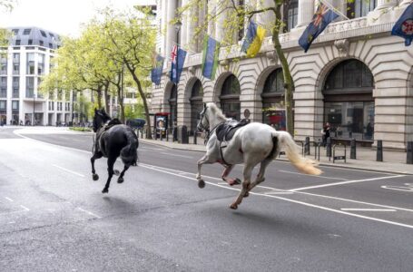 Two horses in a ‘serious condition’ after running loose in central London, minister says