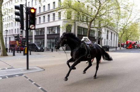 Escaped army horses run amok in central London