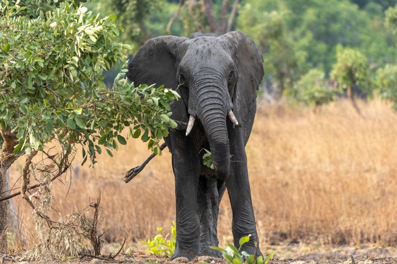  US tourist on safari in Zambia killed by charging elephant