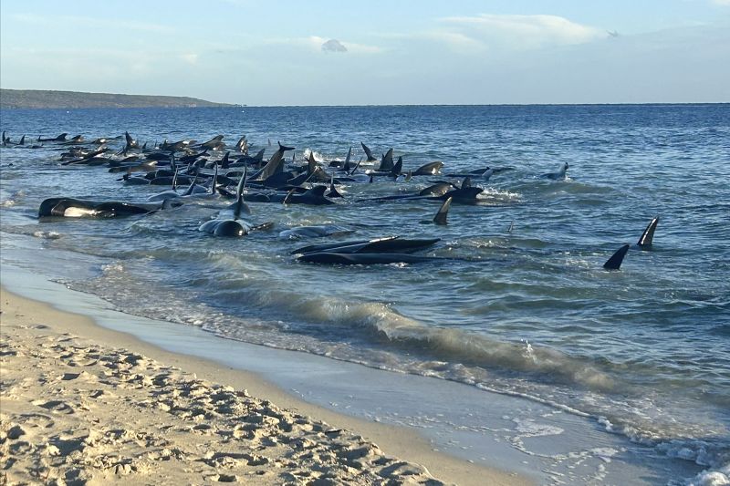  ‘The final result was good’: 130 whales rescued from mass beach stranding in Western Australia