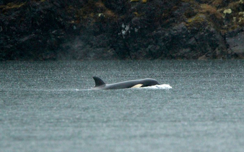  Rescuers in British Columbia pause efforts to save an orphaned orca calf stranded in a lagoon