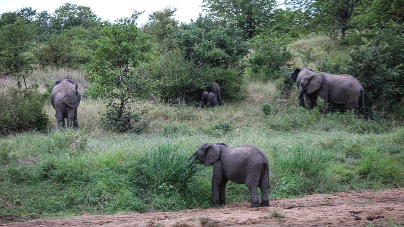  Biden administration tightens rules on African elephant imports, stops short of total ban