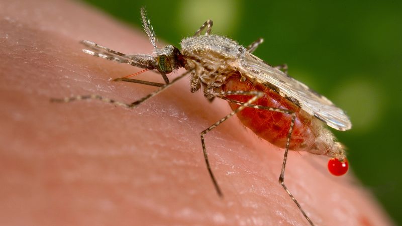  Djibouti fights deadly malaria wave with GMO mosquitoes