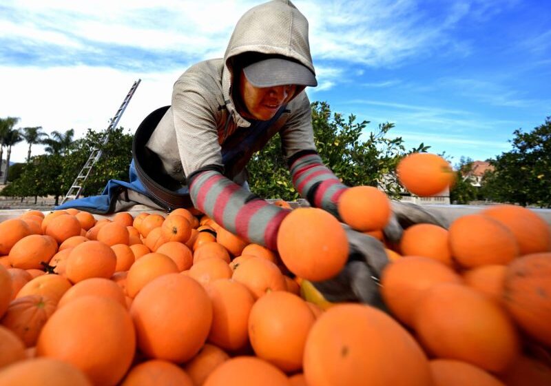  Orange juice prices are going through the roof — forcing some makers to consider alternative fruits