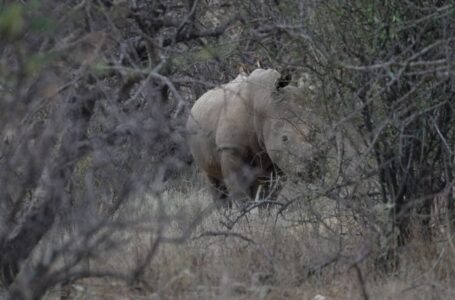 ‘Find my Friends for rhinos’: How high-tech tracking is keeping tabs on wildlife
