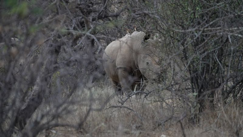  ‘Find my Friends for rhinos’: How high-tech tracking is keeping tabs on wildlife