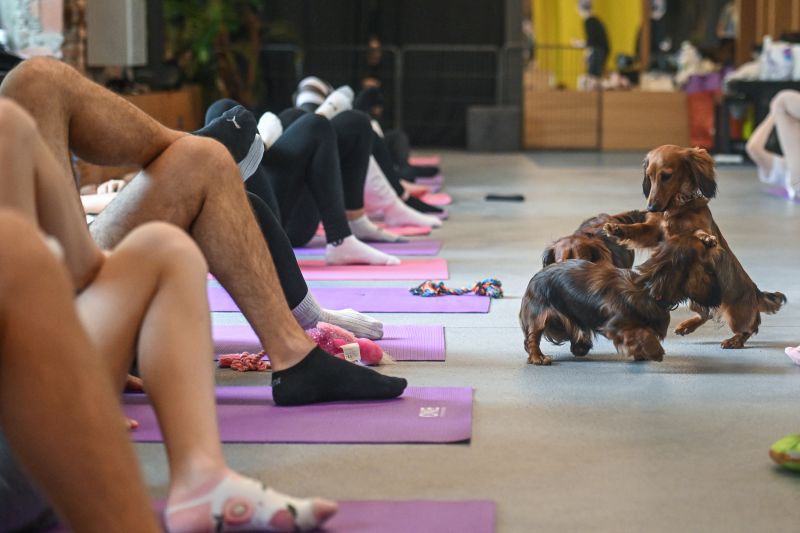  Italy bans puppy yoga classes amid welfare concerns