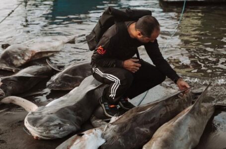A third of shark species face extinction. Here’s what one man is doing to help