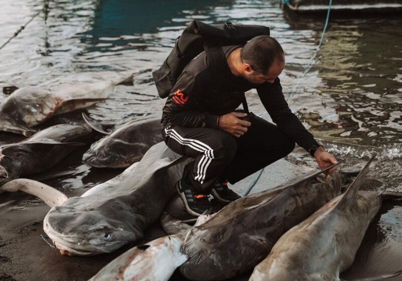  A third of shark species face extinction. Here’s what one man is doing to help