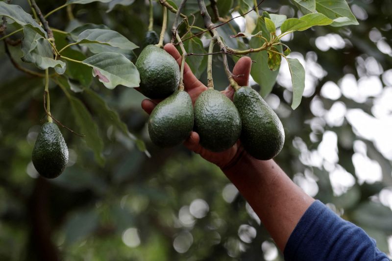  As cartels take a stake in ‘green gold,’ US and Mexico rethink how avocados reach American kitchens