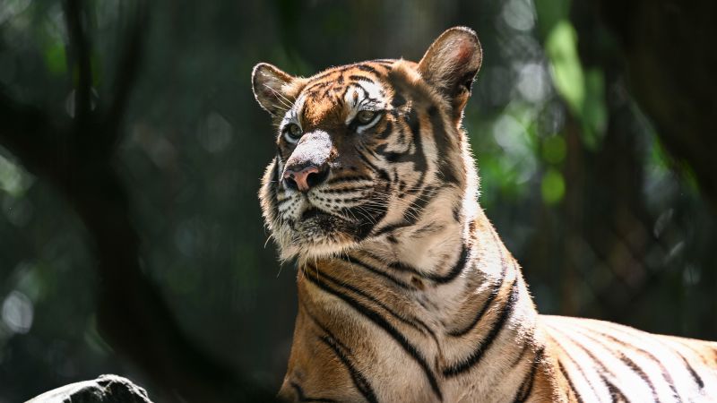  Malayan tiger teeters on ‘brink of extinction’ as spate of deaths sparks alarm