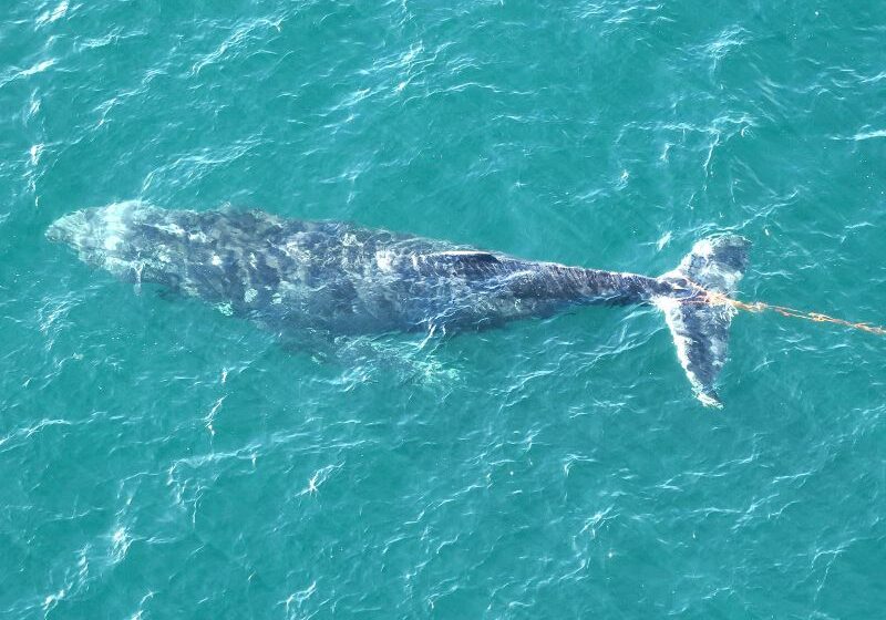  Whale tangled in fishing debris freed in Sydney Harbour