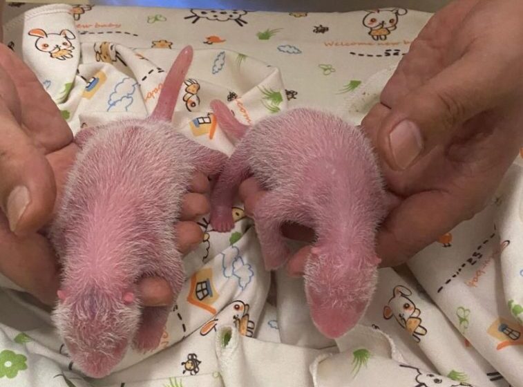  Oldest first-time panda mom gives birth to twins