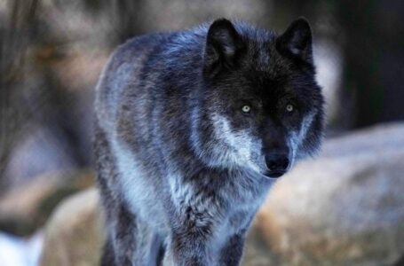 Biden admin moves to reinstate Trump-era rule, delist gray wolves from endangered species list