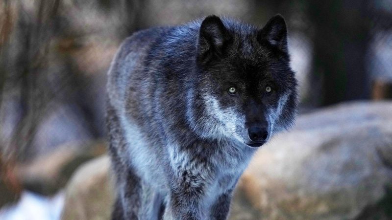  Biden admin moves to reinstate Trump-era rule, delist gray wolves from endangered species list