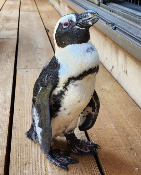  A runaway penguin spent two weeks missing at sea. A typhoon may have saved her