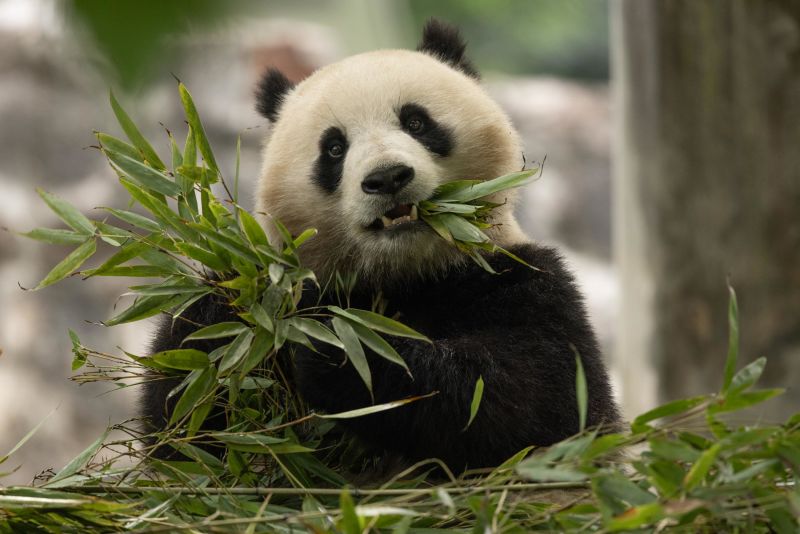  They’re cute, cuddly and coming to America: China’s newest panda diplomats headed for Washington