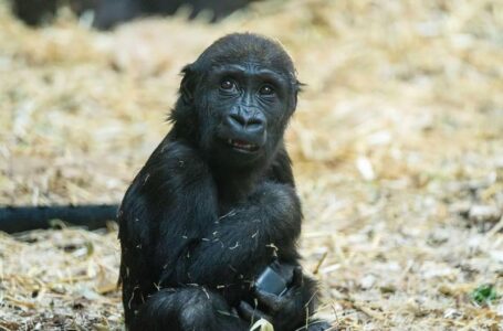 Gorilla at a Canadian zoo died after worker mistakenly activated wrong door