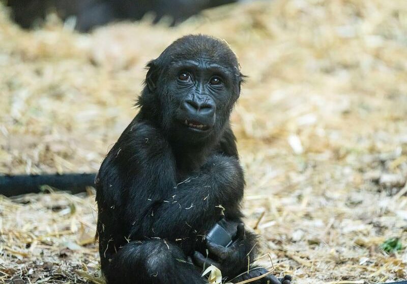  Gorilla at a Canadian zoo died after worker mistakenly activated wrong door