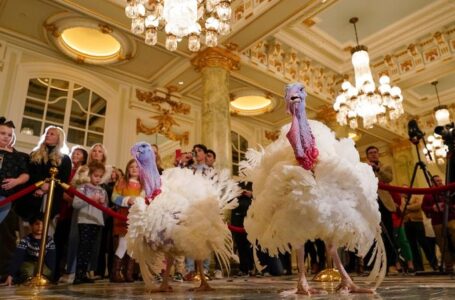 PETA protests Biden turkey pardon with ‘Hell on Wheels’ display, subliminal messaging to make people go vegan