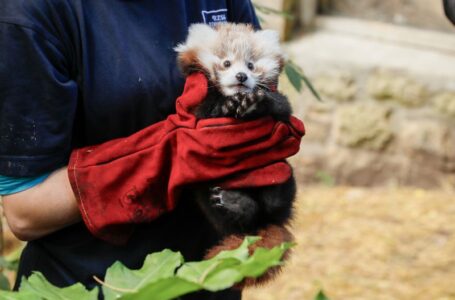 Baby red panda died after being stressed by fireworks, zoo says