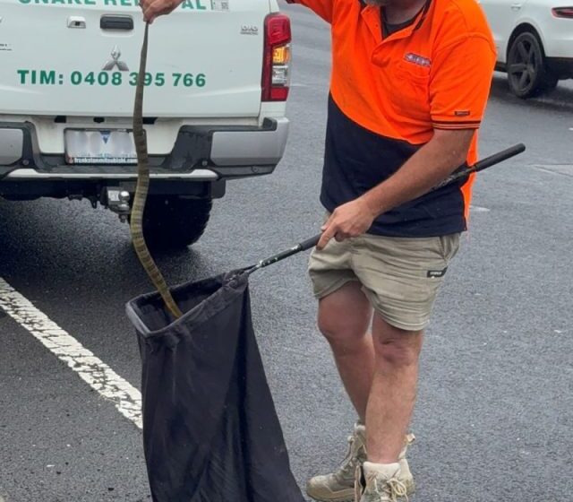  Australian woman finds deadly tiger snake at her feet while driving 50 miles per hour