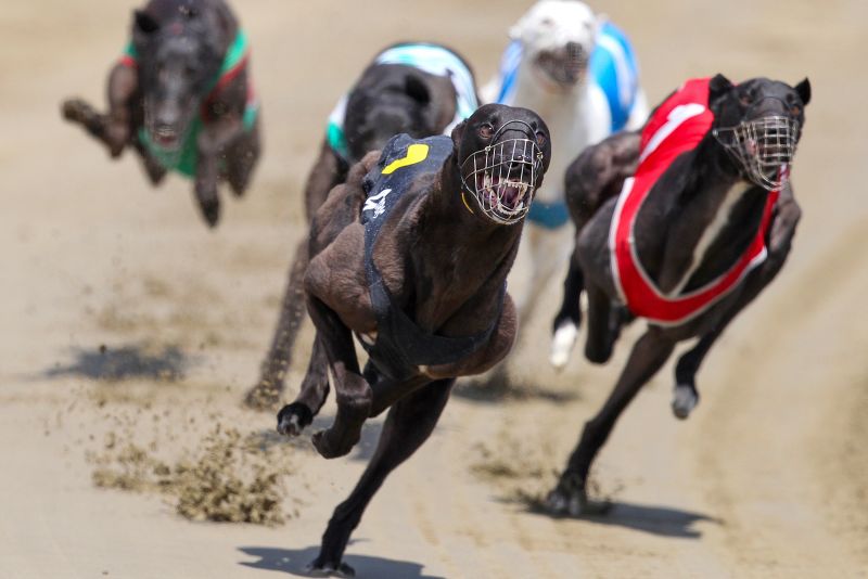  Greyhound racing is increasingly rare worldwide. New Zealand now plans to outlaw the practice