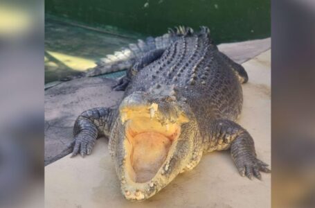 Burt, the huge Australian crocodile who had a cameo in ‘Crocodile Dundee,’ dies at 90