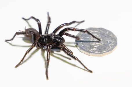 An Australian zoo has found its biggest-ever funnel-web spider. Its name is Hemsworth