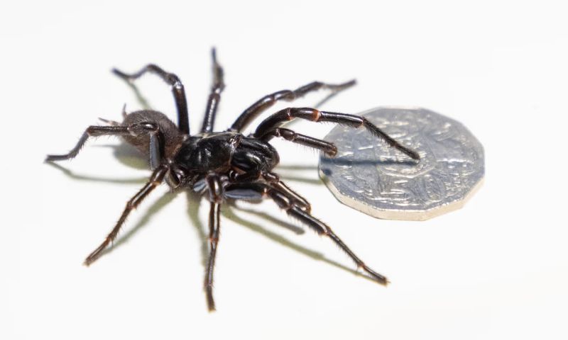  An Australian zoo has found its biggest-ever funnel-web spider. Its name is Hemsworth