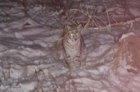 Fears of ‘rogue rewilding’ grow in Scottish Highlands after four lynx captured by park rangers