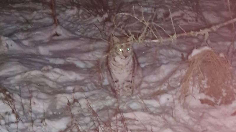  Fears of ‘rogue rewilding’ grow in Scottish Highlands after four lynx captured by park rangers