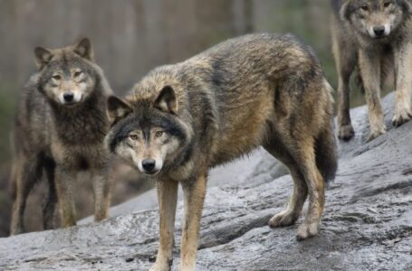 Sweden allows nearly 10% of wolf population to be killed. The government wants an even more drastic cull