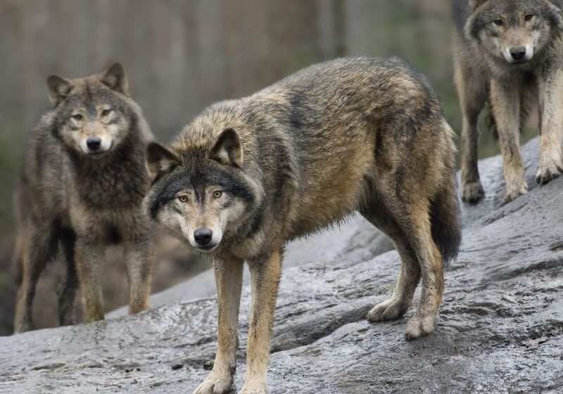  Sweden allows nearly 10% of wolf population to be killed. The government wants an even more drastic cull