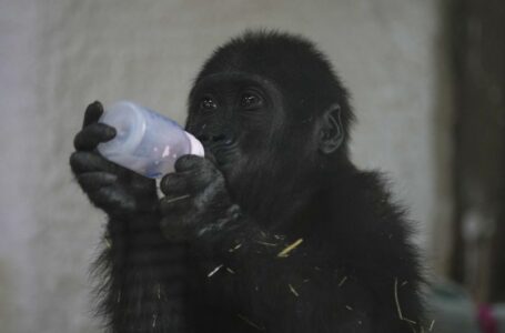 Baby gorilla rescued from cargo hold of Turkish Airlines plane