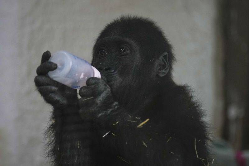  Baby gorilla rescued from cargo hold of Turkish Airlines plane