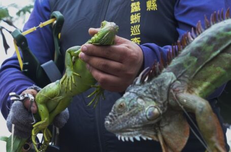 Taiwan plans to cull up to 120,000 green iguanas due to their negative impact on agriculture