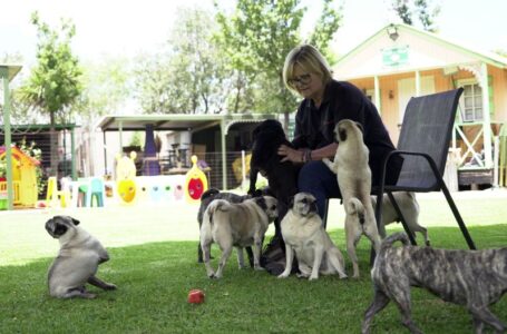 Pug life: A South African woman has rescued more than 2,500 of the lovable ‘clowns of the dog world’